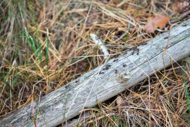 Wood (Formica rufa, kırmızı ahşap karınca, Güney ahşap karınca, at karınca karıncalar)