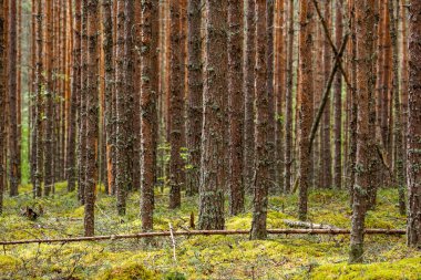 Orman kahverengi ağaçlar uygunluğunu