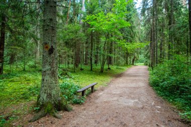 Orman yolu yürüyüş yolu Taevaskoja, Estonya