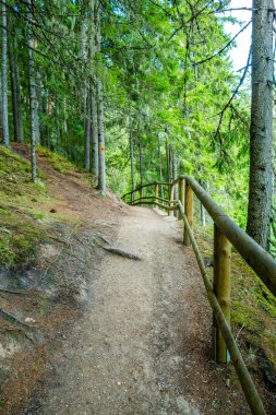 Orman yolu yürüyüş yolu Taevaskoja, Estonya