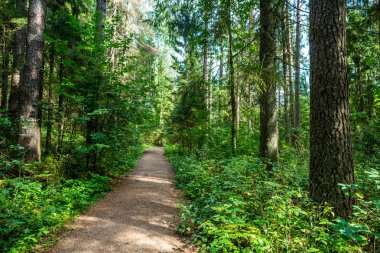 Orman yolu yürüyüş yolu Taevaskoja, Estonya