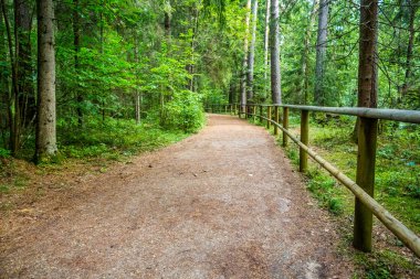 Orman yolu yürüyüş yolu Taevaskoja, Estonya