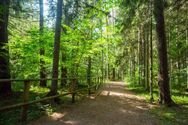 Orman yolu yürüyüş yolu Taevaskoja, Estonya