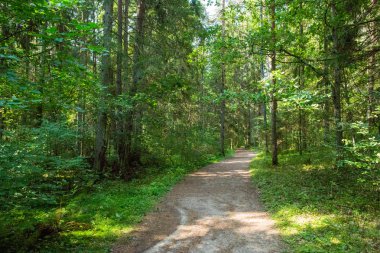 Orman yolu yürüyüş yolu Taevaskoja, Estonya