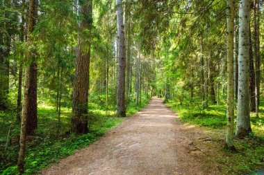 Orman yolu yürüyüş yolu Taevaskoja, Estonya