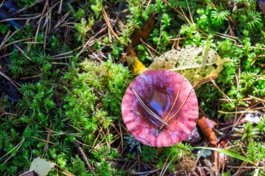 Rush mantar üst arka plan