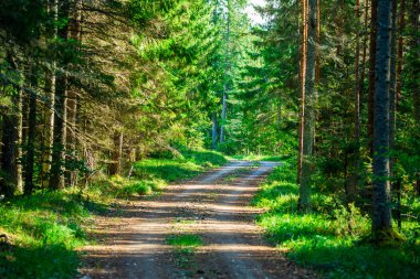 Orman yolu yol yolu