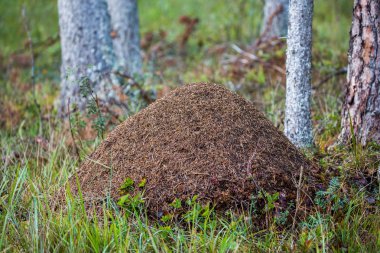 (Formica rufa, kırmızı ahşap karınca, Güney ahşap karınca, at karınca karınca yuvası)