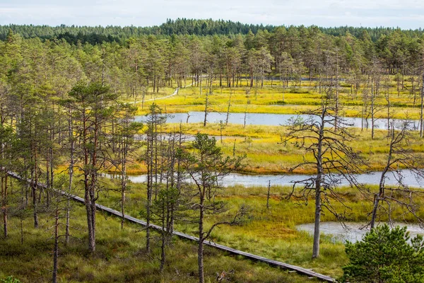 Virumaa Raba Slatí Cesta Pro Pěší Estonsko — Stock fotografie