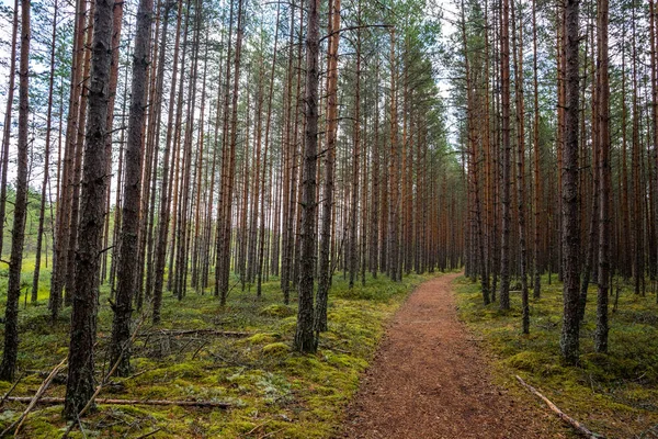 Bosque Camino Pie Viru Raba Estonia — Foto de Stock