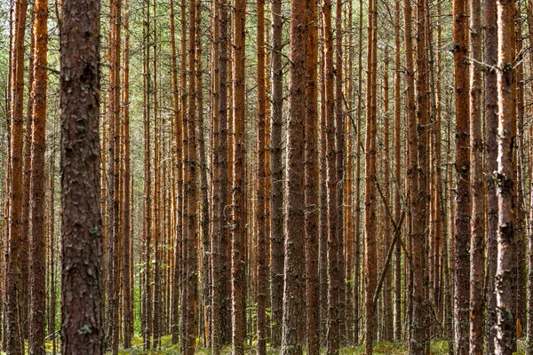 Forest Bruin Bomen Hebben — Stockfoto