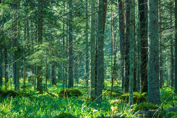 Groene Bossen Ochtend — Stockfoto