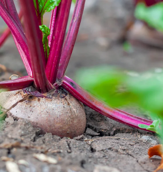 Organic beets in a vegetable garden, close-up, vertical orientation — Stock Photo, Image