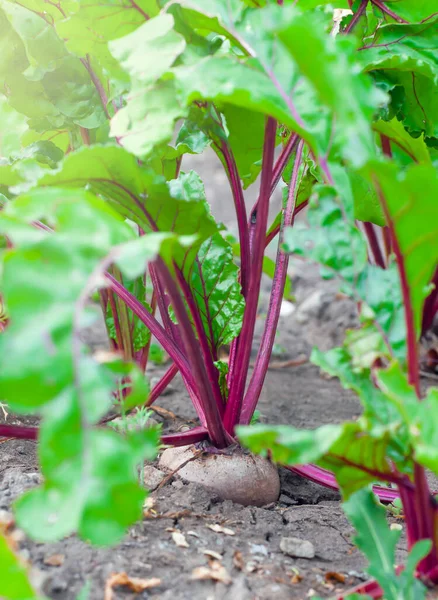 Organic beets in a vegetable garden, close-up, vertical orientation — Stock Photo, Image