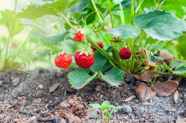 Rijpe biologische aardbeien groeien op een wijnstok in de tuin op een groene achtergrond. — Stockfoto