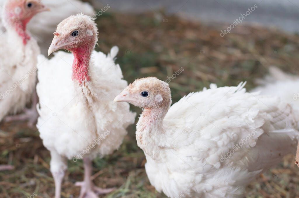 young turkeys on the farm, turkey breeding