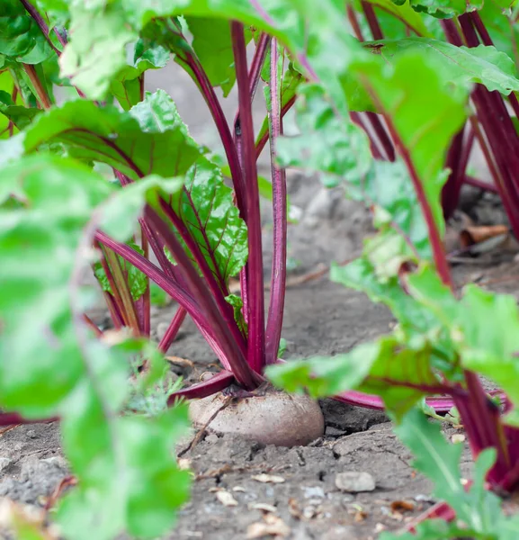 Organic beets in the vegetable garden, close-up, vertical orientation. The process of growing organic vegetables