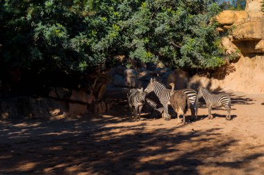 Grant'ın zebralar ve devekuşu
