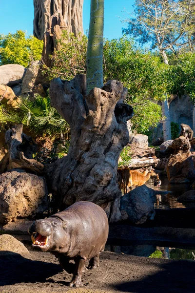 Pigme suaygırı Bioparc, Valencia