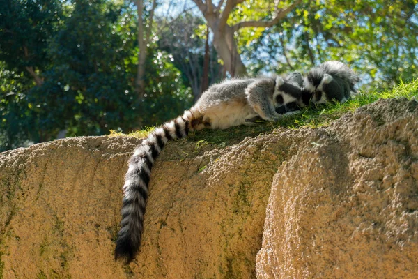 Anel Cauda Lemur Casal Dormindo — Fotografia de Stock