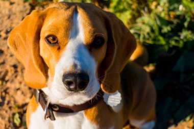 Ben bir beagle ve sana bakıyorum