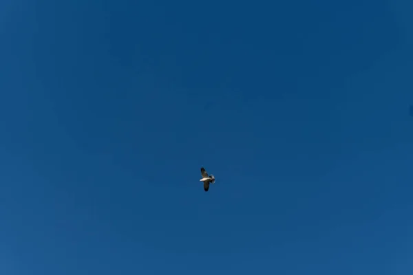 Flight Pigeon — Stock Photo, Image