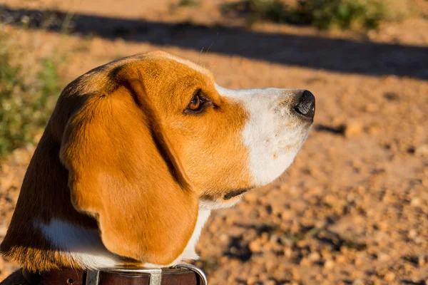 Foto Profilo Beagle — Foto Stock