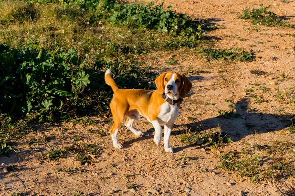 Waiting Throw Ball — Stock Photo, Image