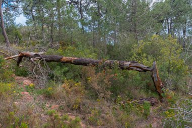 Düşmüş ağaç, natürmort