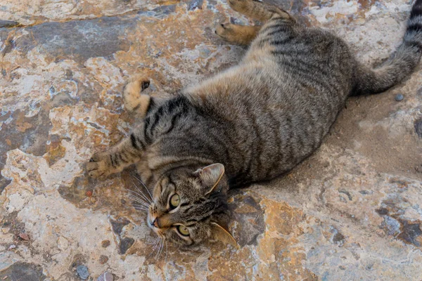 猫在岩石上看到你 — 图库照片