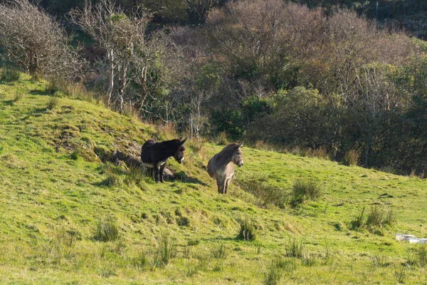 Donkeys Connemara National Park — Stock Photo, Image