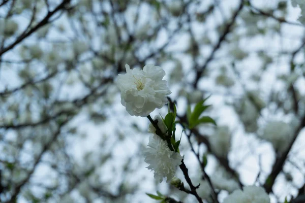 Flor Blanca Aislada Del Resto Del Árbol Con Hojas Verdes — Foto de Stock