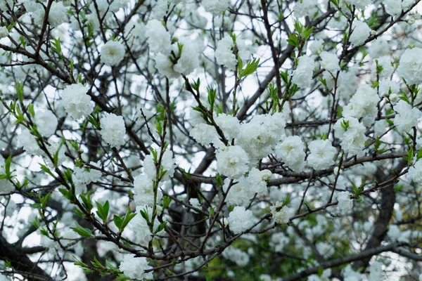 Fundo Uma Árvore Flores Brancas Com Folhas Verdes Barcelona Espanha — Fotografia de Stock