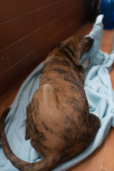 portrait from behind of a dog biting the blanket