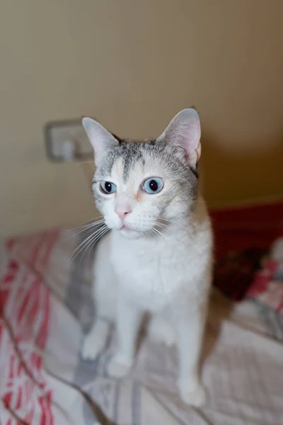 Çok Anlamlı Yüzlü Bir Kedi Portresi — Stok fotoğraf