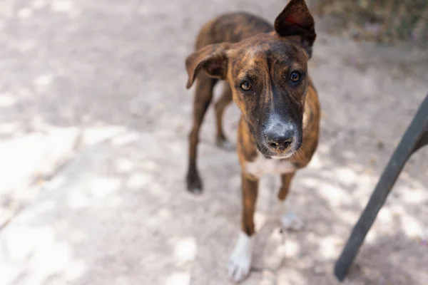 Portrait Pretty Dog Spotted Nose Playing Ground — Stock Photo, Image