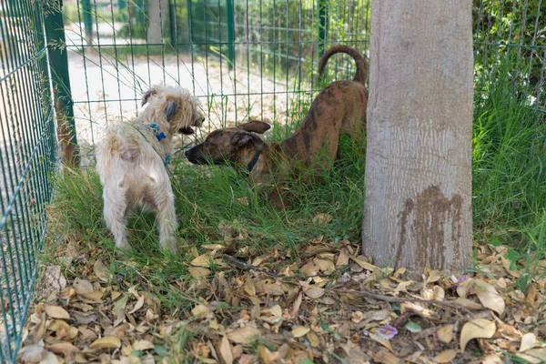 Perros Parque Empezando Jugar Por Diversión — Foto de Stock