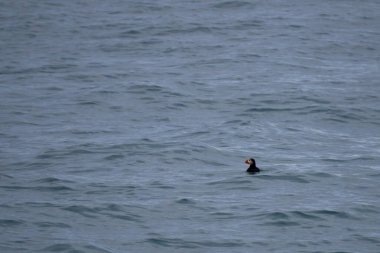 Atlantik Okyanusu 'nda, Husavik, İzlanda açıklarında sıkça rastlanan bir martı.
