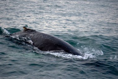 Atlas Okyanusu 'ndaki kambur balina, İzlanda' nın Husavik kıyısında.