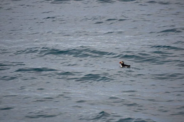 Atlas Okyanusu 'nda, Husavik, İzlanda açıklarında yaygın bir marihuana.