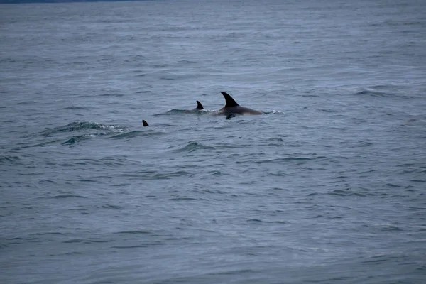 Mother and children white-nosed dolphins in the Atlantic ocean off the coast of Husavik in Iceland