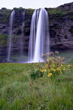 İzlanda 'da ön planda bir bitki bulunan seljalandsfoss şelalesinin güzel manzarası.
