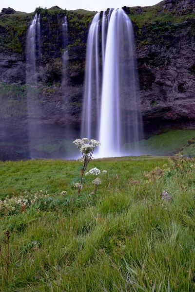 Bonita Vista Cascada Seljalandsfoss Con Una Flor Primer Plano Iceland —  Fotos de Stock