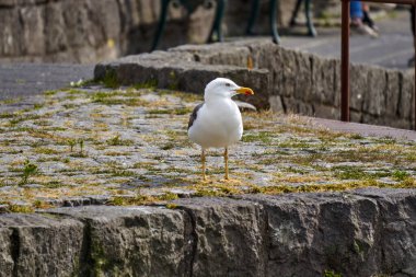 Reykjavik İzlanda 'nın yanlamasına bakan kara martıları.