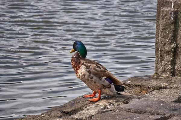 Wilde Eend Een Steiger Voordat Hij Het Meer Gaat — Stockfoto