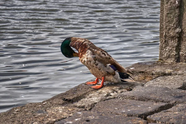 Wilde Eend Krabben Een Steiger Voordat Het Meer Gaat — Stockfoto