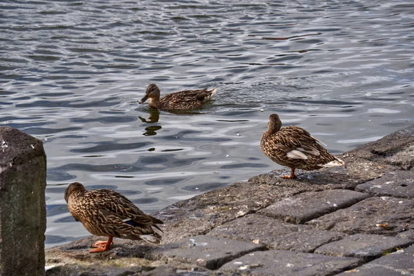 Drei Enten Eine Schwimmt Wasser Des Sees — Stockfoto
