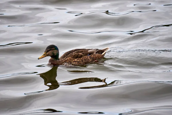 Schönes Porträt Der Stockente Beim Schwimmen Tjornin See Reykjavik Der — Stockfoto