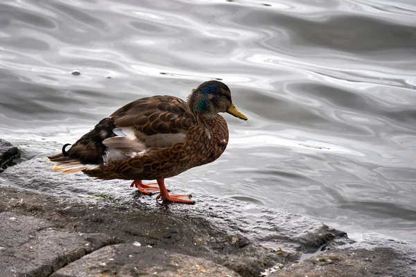 Prachtig Portret Van Wilde Eenden Kijkend Naar Het Water Van — Stockfoto