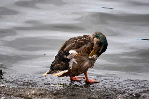 Mooie Wilde Eend Krabt Zijn Verenkleed Met Zijn Snavel Aan — Stockfoto